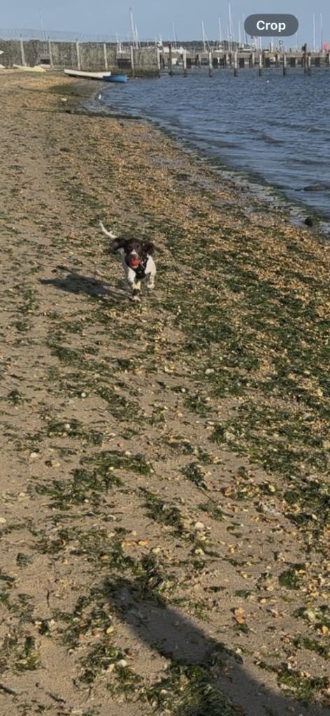 Nala running on the beach with a ball