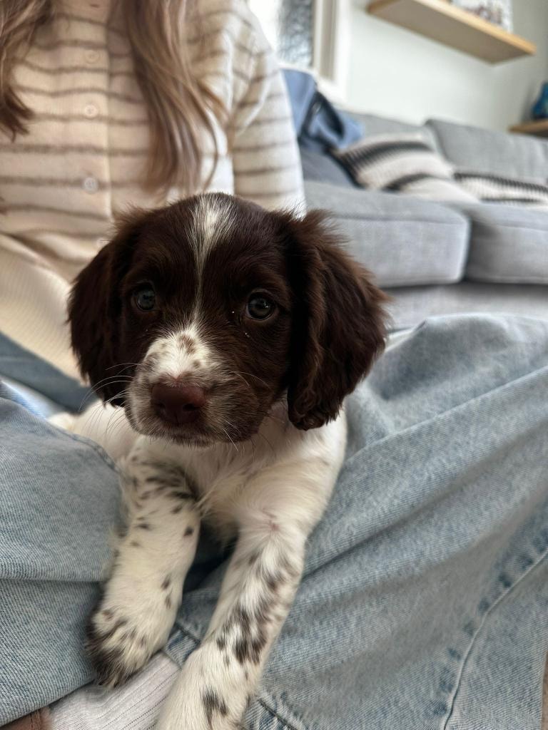 Nala as a tiny puppy sitting on the sofa