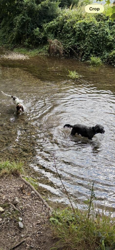 Two dogs splashing and playing in a stream