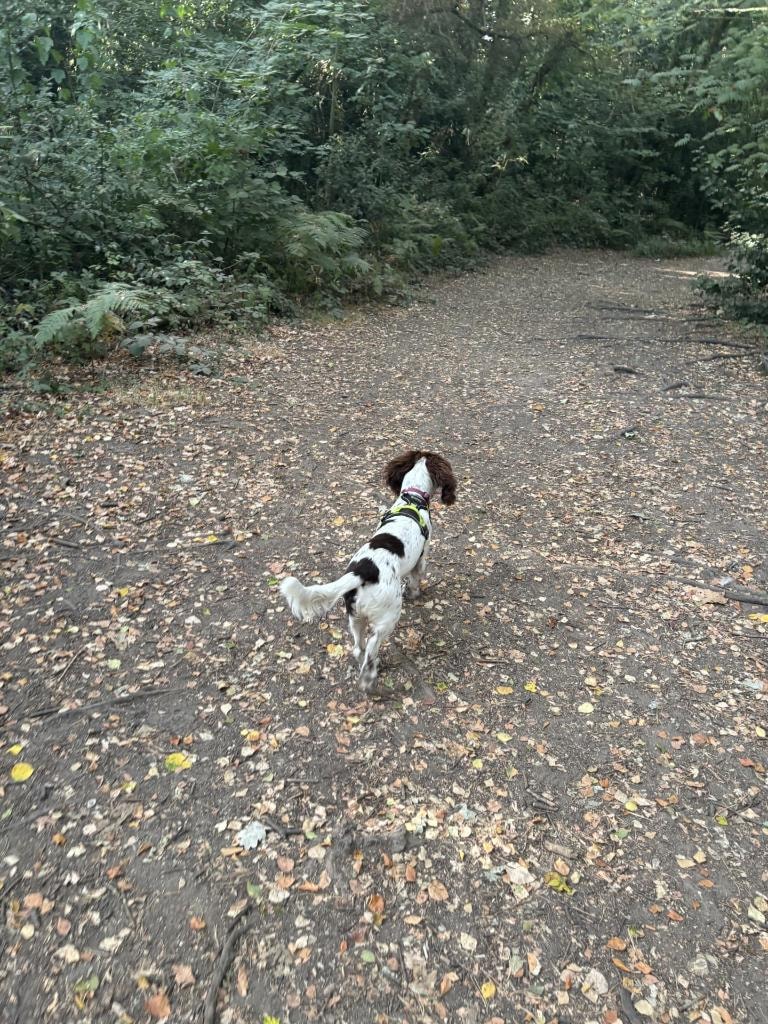 Nala walking along a woodland path